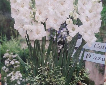 Гладиоли Мини Blondie